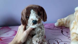 Unboxing Tippy the German Short-haired Pointer Puppy Plush by Douglas Cuddle Toys 💞