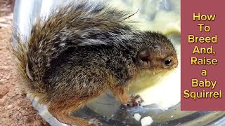 How To Breed And Raise a Baby-Squirrel
