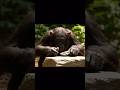Monkey Makes Stone Tools 🐒🔨#shorts