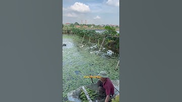 Mô Hình Nuôi Ốc Giảm Thiểu Chi Phí đầu vào   #hieuthuysan #ocbuouden #ocnhoi