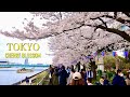Tokyo cherry blossom | Tokyo down town Sumida river walk , top 10 cherry blossom spots in Japan【隅田川】