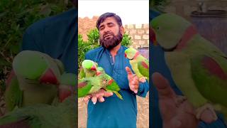 #newbornbaby #birds