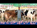 Salam Mandi Bhalwal Jersey Fresian Australian HF Cows Ali Dairy Farm Shikhopora 