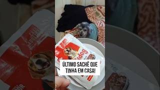 ATUALIZAÇÃO DE HOJE ! ❤️ #chokito #pets #vlog #srd #rotinapet #gatos #gateira #caoidoso #rotinadodia