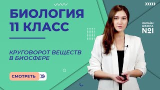 Закономерности существования биосферы. Круговорот веществ в биосфере. Урок 31. Биология 11 класс