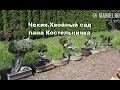 Чехия. Хвойный сад пана Костельничка