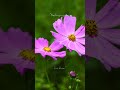 #4 Flower | Evidence (#Nature's Way)