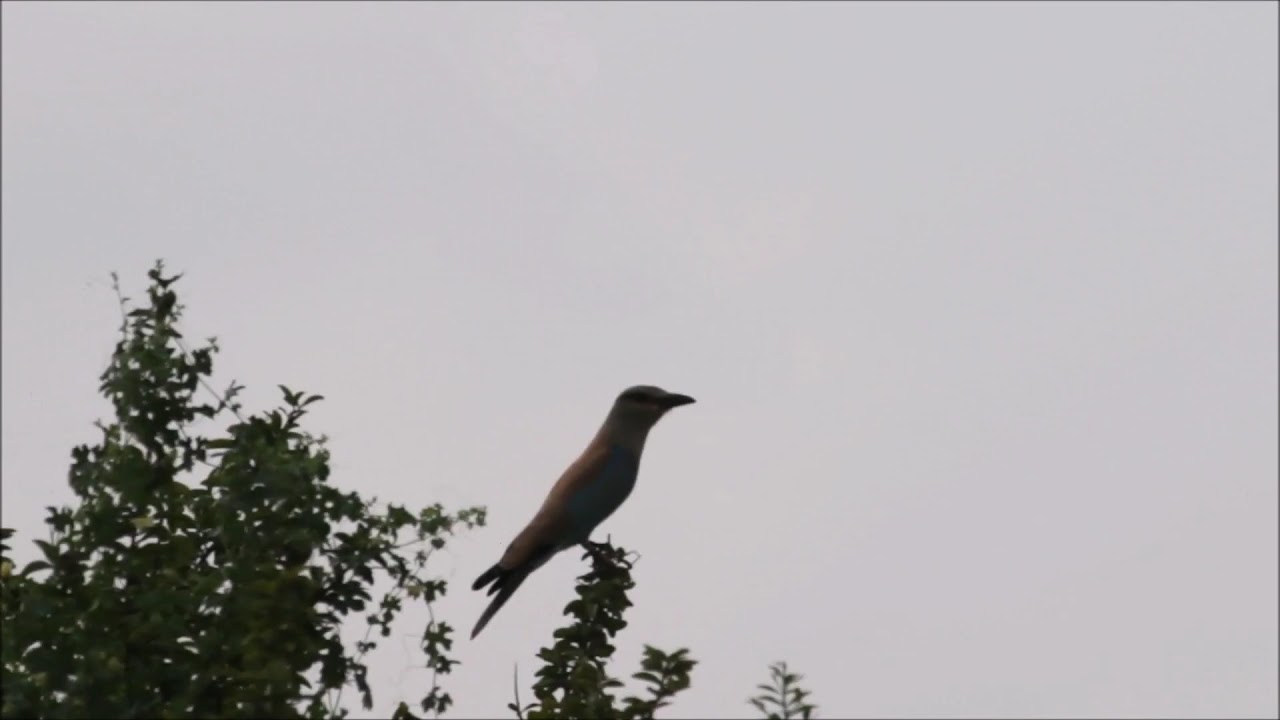 Rollers of India - Eurasian Roller