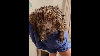 Jimmy the hedgehog in care.