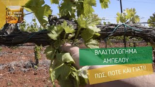 Θερινό Κλάδεμα ή Βλαστολόγημα Αμπελιού  (Spring Vineyard Shoot Thinning)