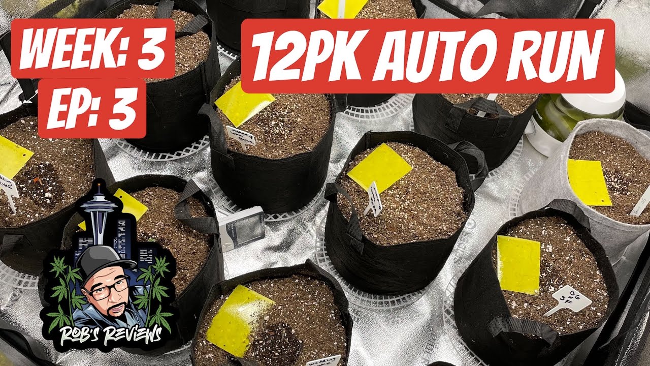 SPIDER FARMER SF4000 Full Autoflower run!  SF4x4