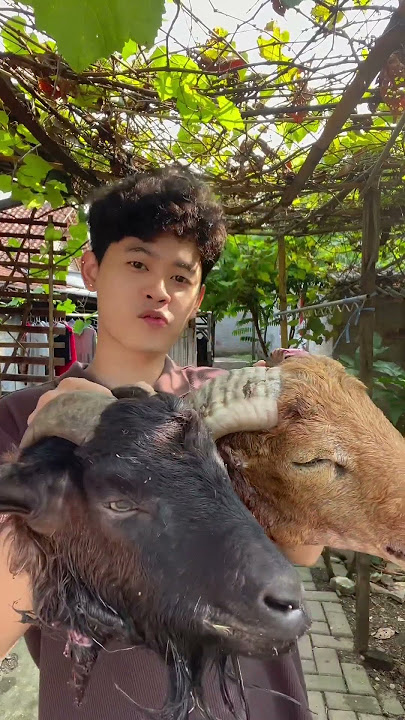 Idul adha 2024 cooming soon! Mukbang kepala kambing #sielwan #sielwanshorts #youtubeshorts