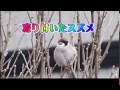 Ep25 凍り付いたスズメの「ペンギン」の身にいったい何が？