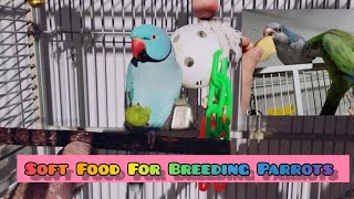 Soft Food For Breeding Parrots | My beautiful Flock of Parrots #ParrotBreeding #parrots by Alis Flock 33 views 1 year ago 7 minutes, 7 seconds