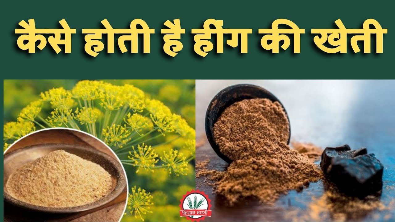 कैसे होती है हींग की खेती How is Asafoetida cultivation in India
