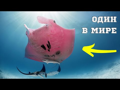 Единственный розовый СКАТ по прозвищу - Инспектор Клузо · Морской дьявол