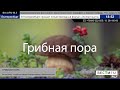 ВестиFM: смертельный коктейль