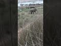 Elephant herd crossed the Baitarani River
