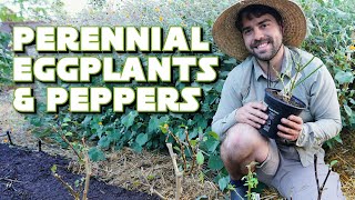 Overwintering Peppers & Eggplants: The COMPLETE Guide!