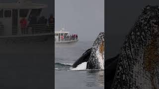 Surprising Humpback Whale Lunge Feeding In Front Of Whale Watch Boat Pt.2