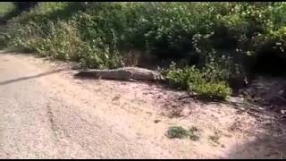 التمساح الهارب من وادي التماسيح في جسر الزرقاء