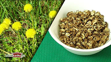 Корень одуванчика. 🌱 Как собирать и заготовить на зиму? Простой и быстрый способ!