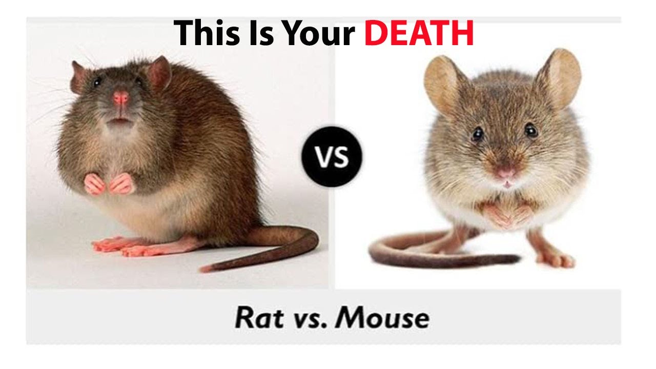 Мышь рост. Крысы и мыши отличия и сходства. Мышь и крыса. Мышь и крыса разница. Мыша и крыса сравнение.
