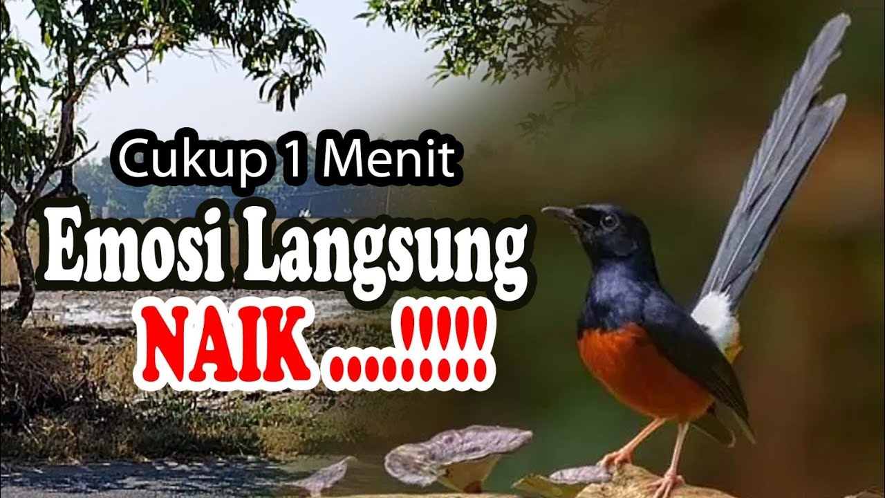 KRETEKAN MURAI BATU MEMANCING EMOSI