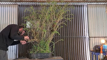 Box thorn Bonsai, First style and carve, Aussie Bonsai Bloke