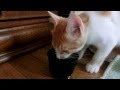 子猫 琥珀くん 水を飲んでいると地震がきた!!