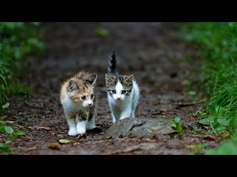 HAVANA BROWN CATS BREEDS