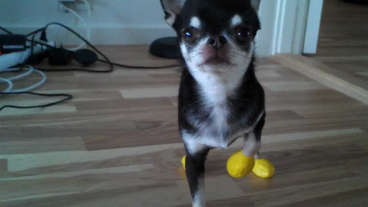 chihuahua funny Tyson shoes on YouTube chihuahua funny Tyson shoes on YouTube