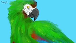 Chestnut fronted Macaw 체스넛마카우 그리기