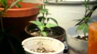 UPDATE ON MY GROW LST