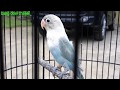 Gambar Burung Lovebird Blue Ice