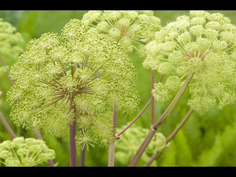 Vidéo: Angelica Officinalis - Propriétés Utiles Et Utilisations De La Plante Médicinale Angélique