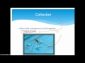 Properties of Water Quiz
