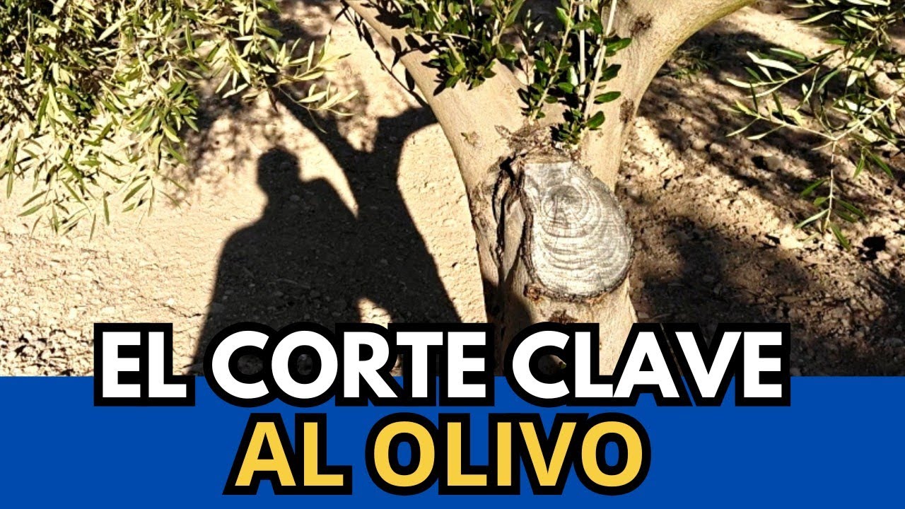🟥 Así se Sube la Cruz al Olivo. Corte a Ras en Poda de Formación 