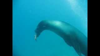 Sealion In Galapagos