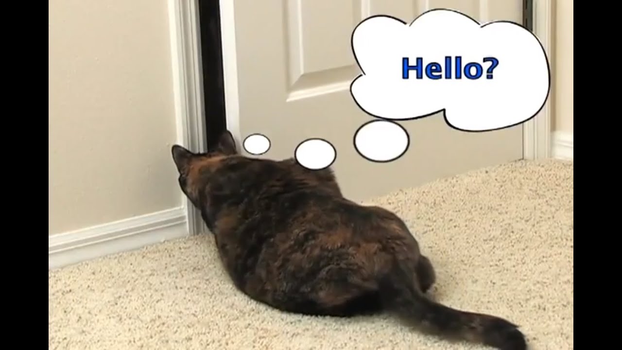 Bringing a New Kitty into the Home Petco YouTube