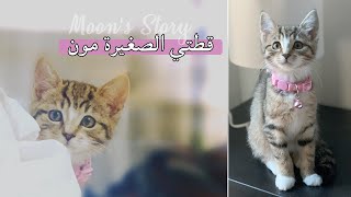 قطوتي الصغيرة مون دخلت لعائلتنا | I GOT A KITTEN | أول مره أربي قطة 