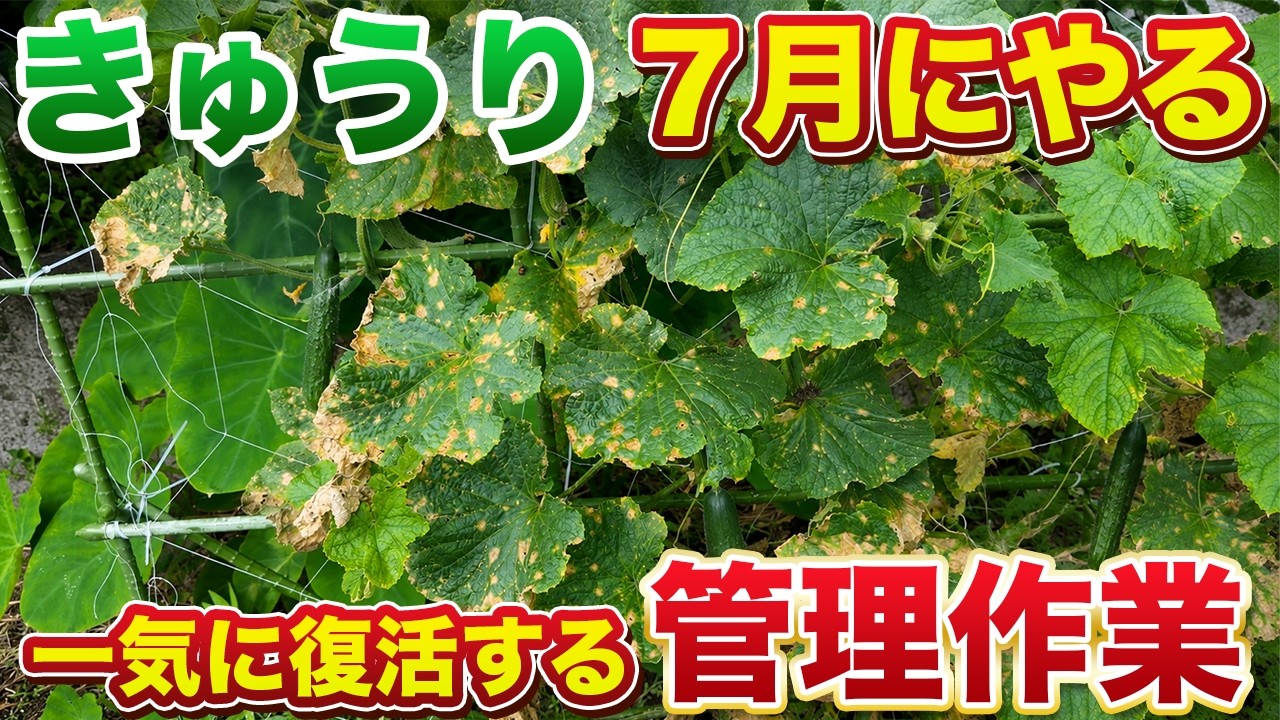 まがったキュウリ Don't Give Up! Do This to Make Your Plants Bounce Back! You'll See