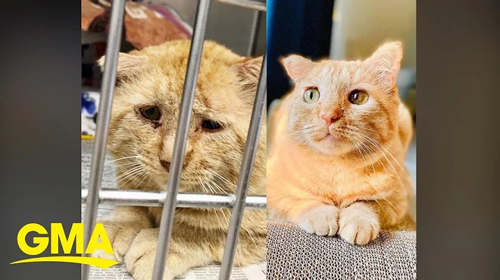 Watch the 'saddest cat in the world' learn to love...