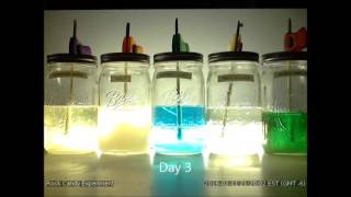 Crystal Growth Time Lapse
