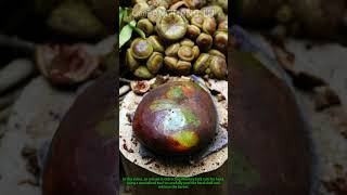 Monkey Jack Nut Extraction Traditional Handcraft Skill