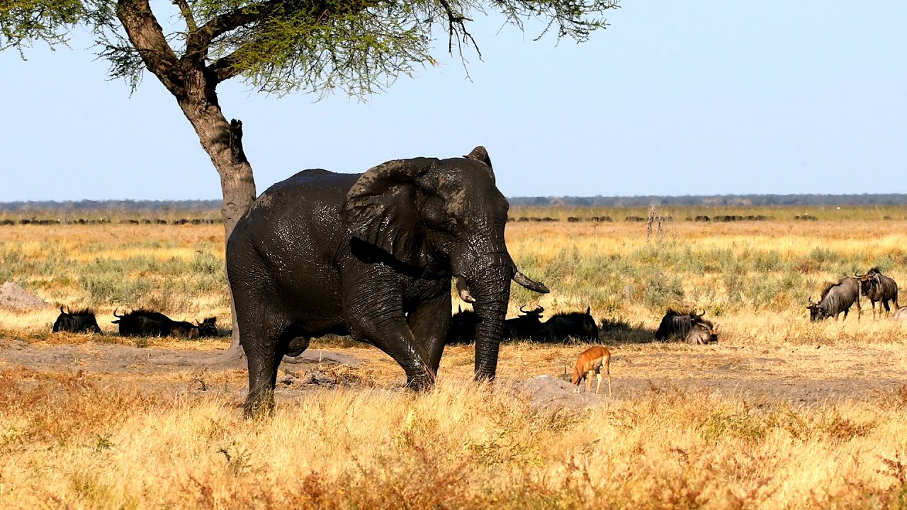 Cinematic Elephant in Chobe, Botswana, Africa wildlife safari | Premium Video Footage | 4K
