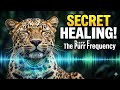 Why Cat Purrs ACTUALLY Heal You! 🐈 #cats #science #wildlife #beastchronicles #healing