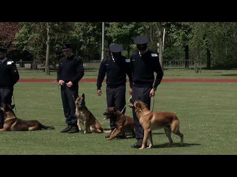 Video: Hoe een gekloofde neus op een hond te behandelen