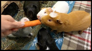 What happens when 5 guinea pigs share 1 carrot?