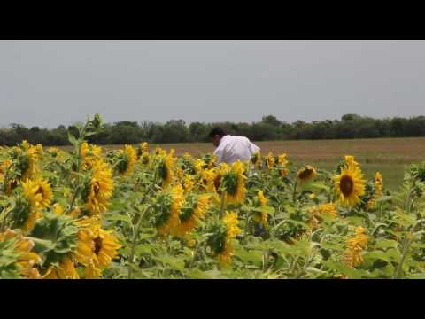 Vídeo: Un Extraño Pictograma En Un Campo De Girasoles En El Territorio De Krasnodar - Vista Alternativa